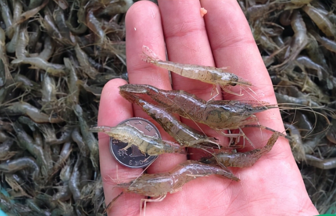 十大常见的小河鱼,农村河里常见的十种小野鱼