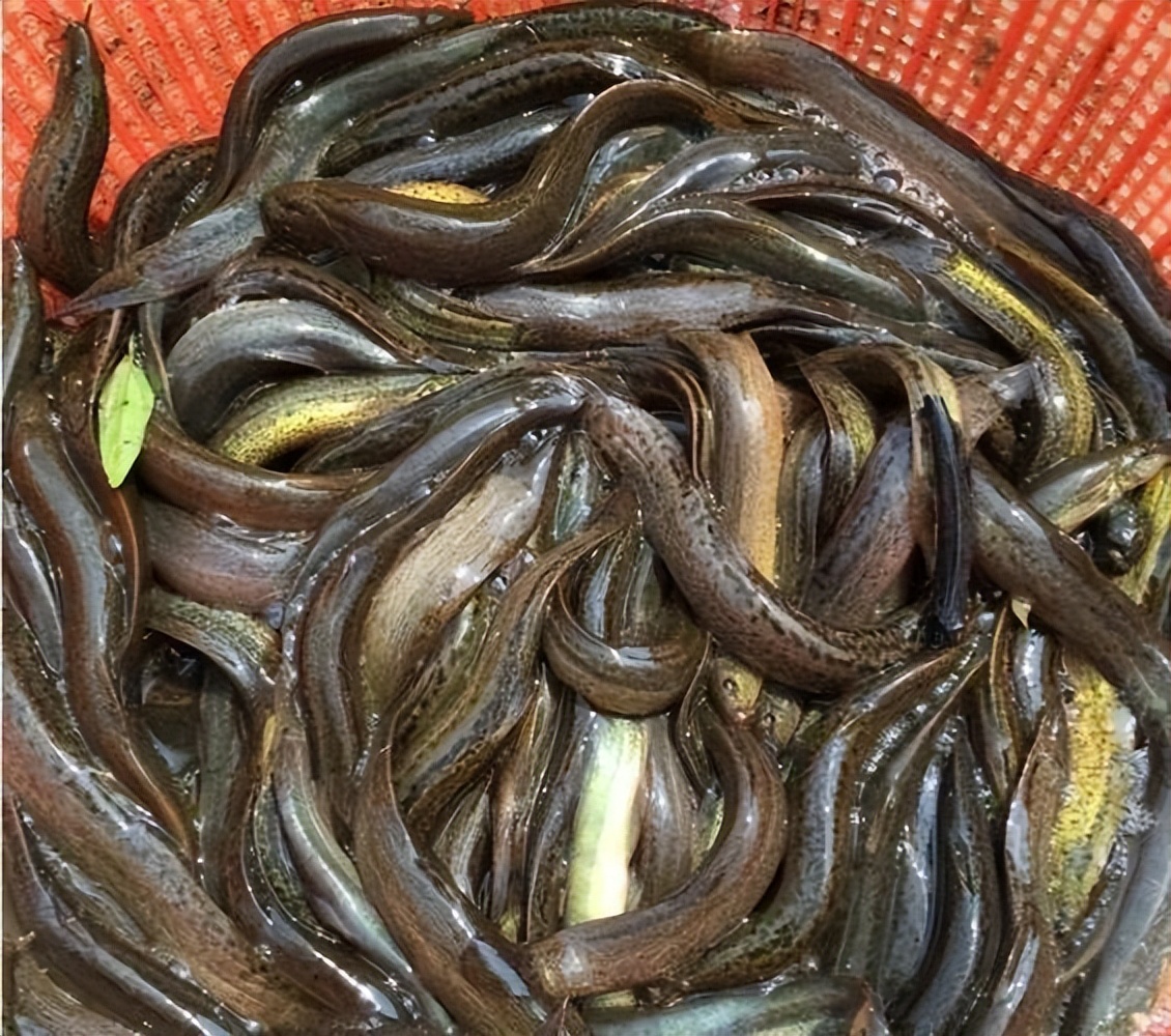 泥鳅养殖病害防治方案,养殖泥鳅易出现的病害