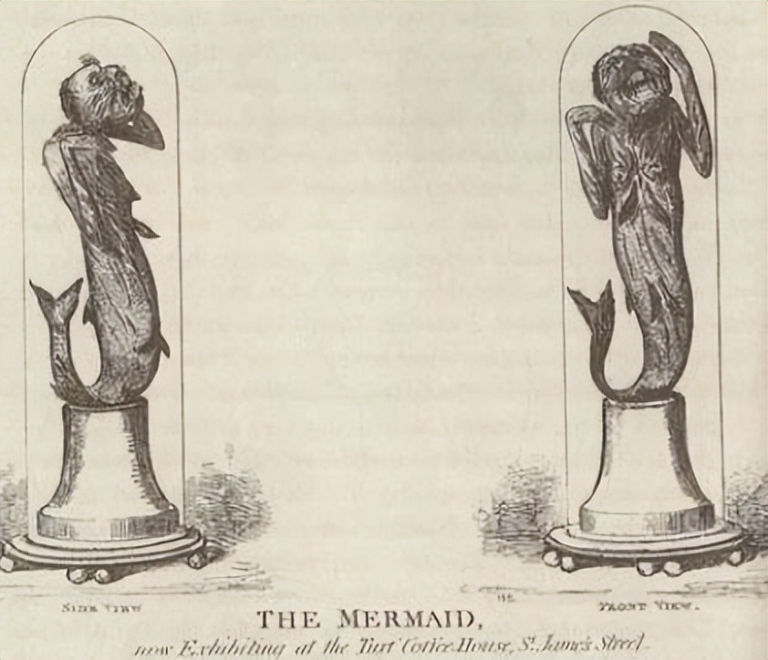 日本珍藏人鱼标本,日本美人鱼标本