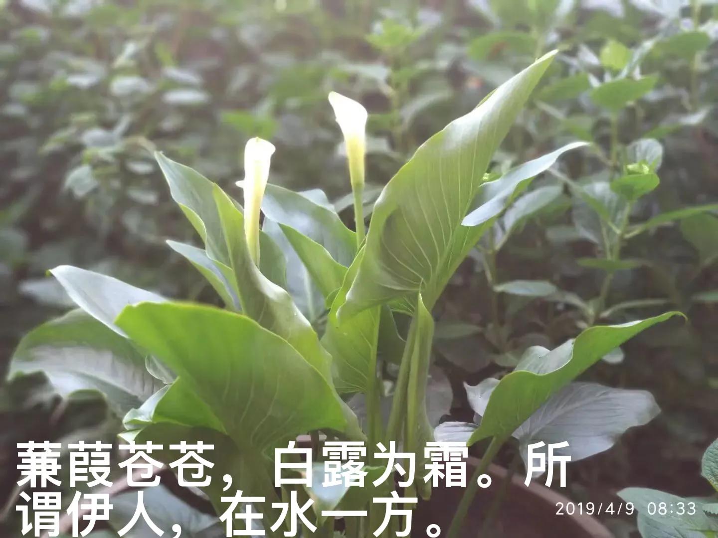 白马蹄莲跟彩色马蹄莲哪个品种好,洁白的马蹄莲图片