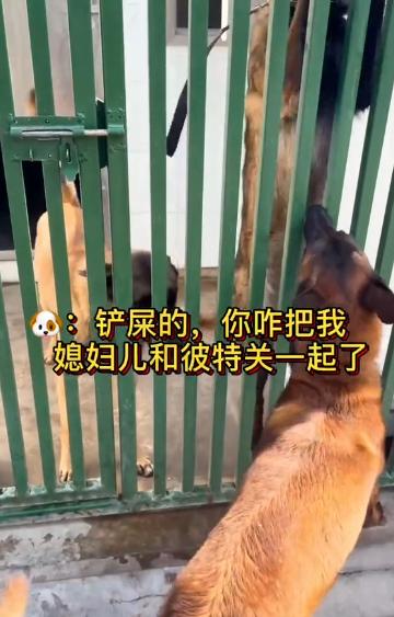 网红警犬巴万抖音正能量,网红警犬巴万上央视