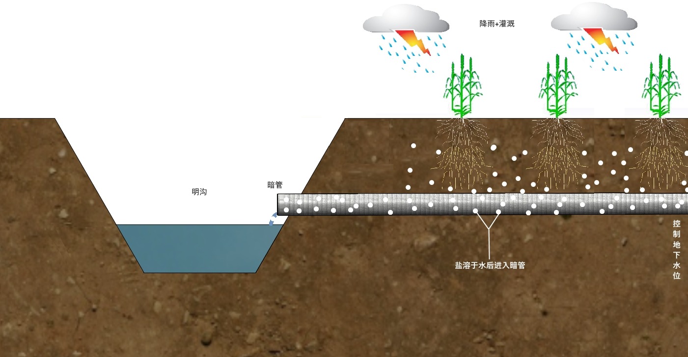 种植海水稻有什么好处,海水稻好吃还是难吃