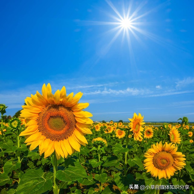 微信聊天斗图必备技巧表情包,适合微信斗图的动画表情