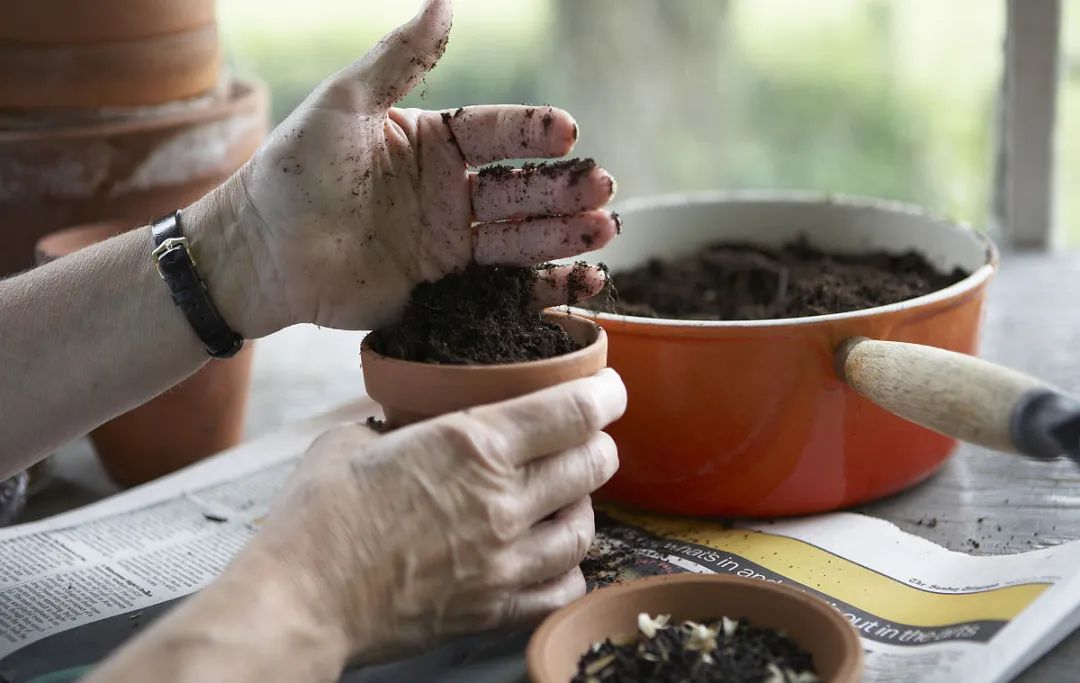 为什么花盆里的花不长,为什么花种播下去之后都不发芽