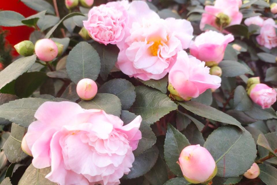 养花酸性土ph值是多少,养花土壤加酸