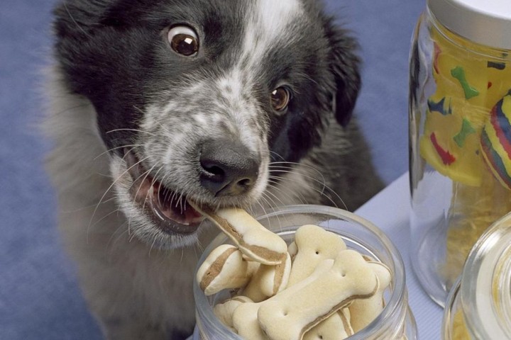 强迫狗狗吃狗粮好不好,宠物犬不给饭吃被疯狂虐待