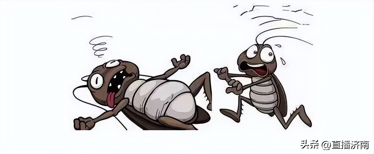 蟑螂最怕一招教你彻底消灭蟑螂,不知道蟑螂在哪里如何消灭