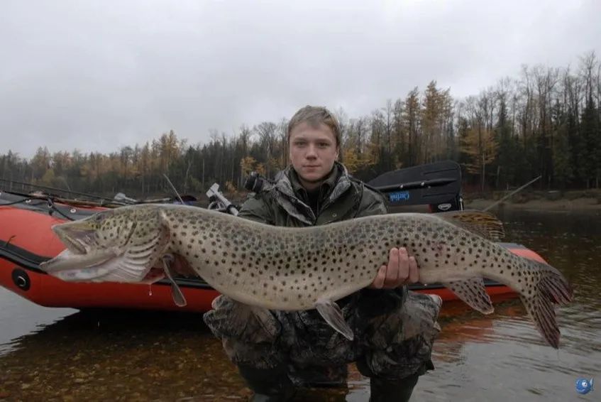 黑龙江三花五罗十八子图片,黑龙江名鱼三花五罗