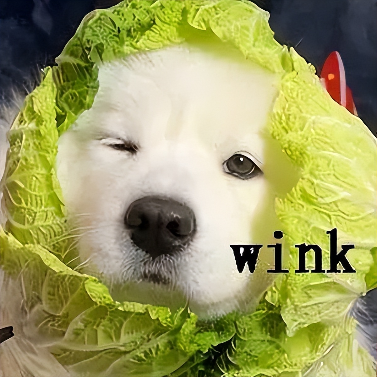 养狗吃什么营养品防止狗生病,养狗喂什么饲料狗狗长得快