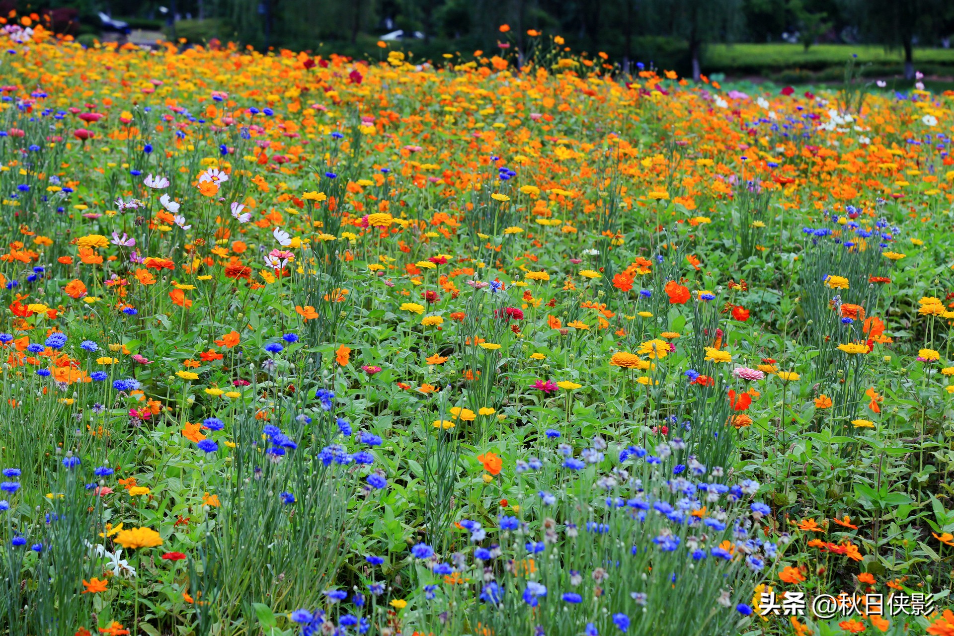 杭州西湖荷花旅行,杭州西溪湿地端午节值得玩的地方