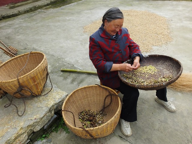 关于农村医保的事儿,农村医保实际情况