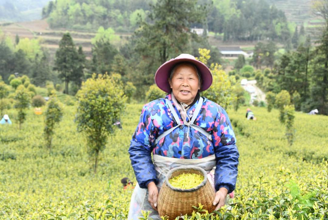 余庆茶亮相四川成都,余庆茶为什么是干净的