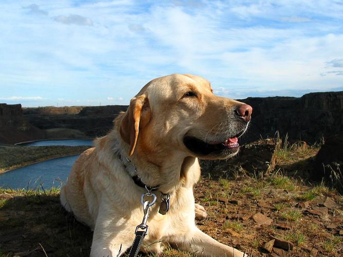 拉布拉多的优点和缺点是什么,拉布拉多和金毛的优点和缺点