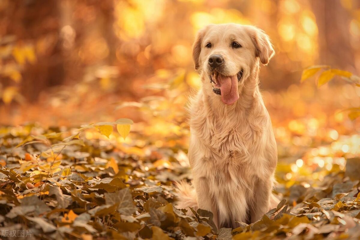 狗狗智商排行榜第一名是什么狗,狗狗智商的排名前30最新