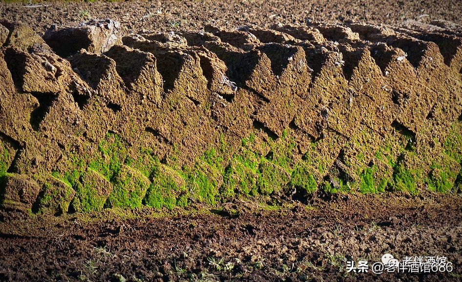 简单入门威士忌怎么调,秒懂威士忌基础知识