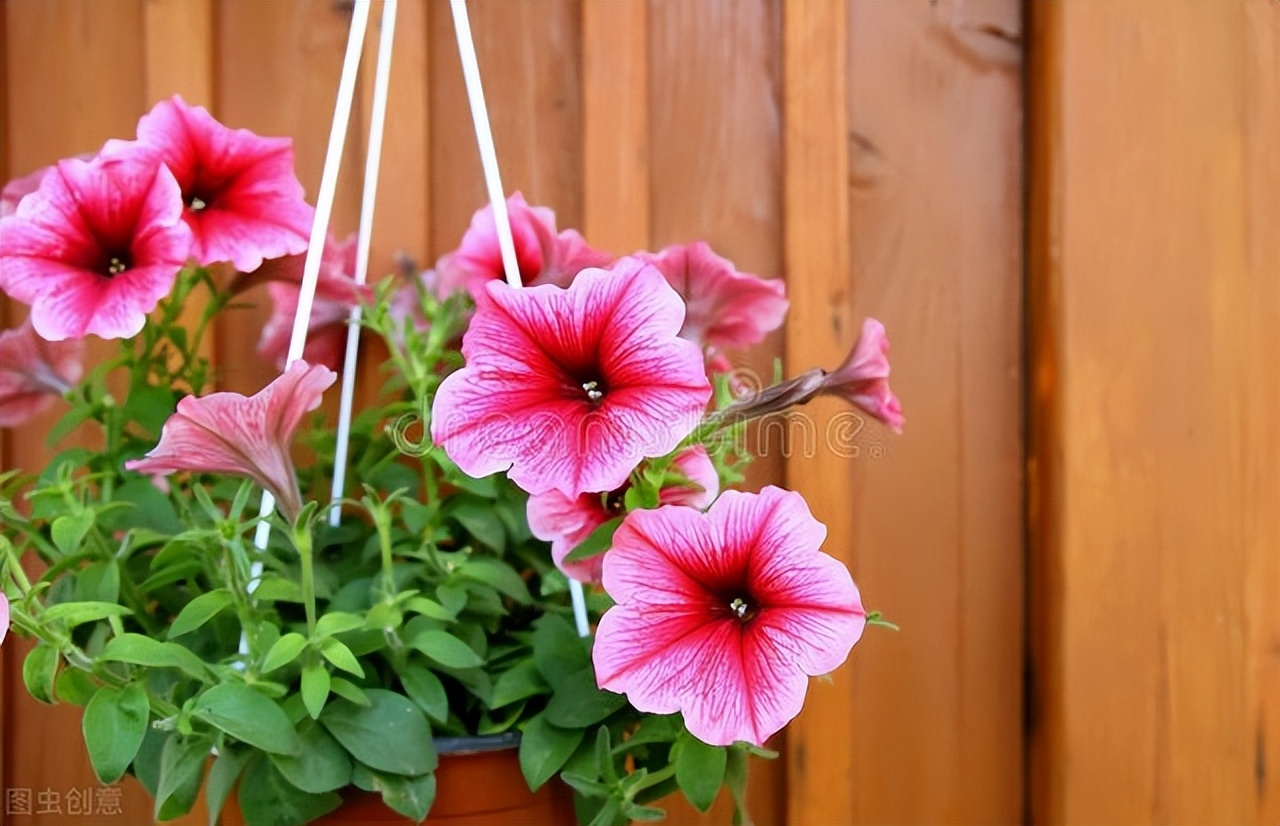 发财树富贵竹好运连连,发财树和富贵竹位置有什么讲究