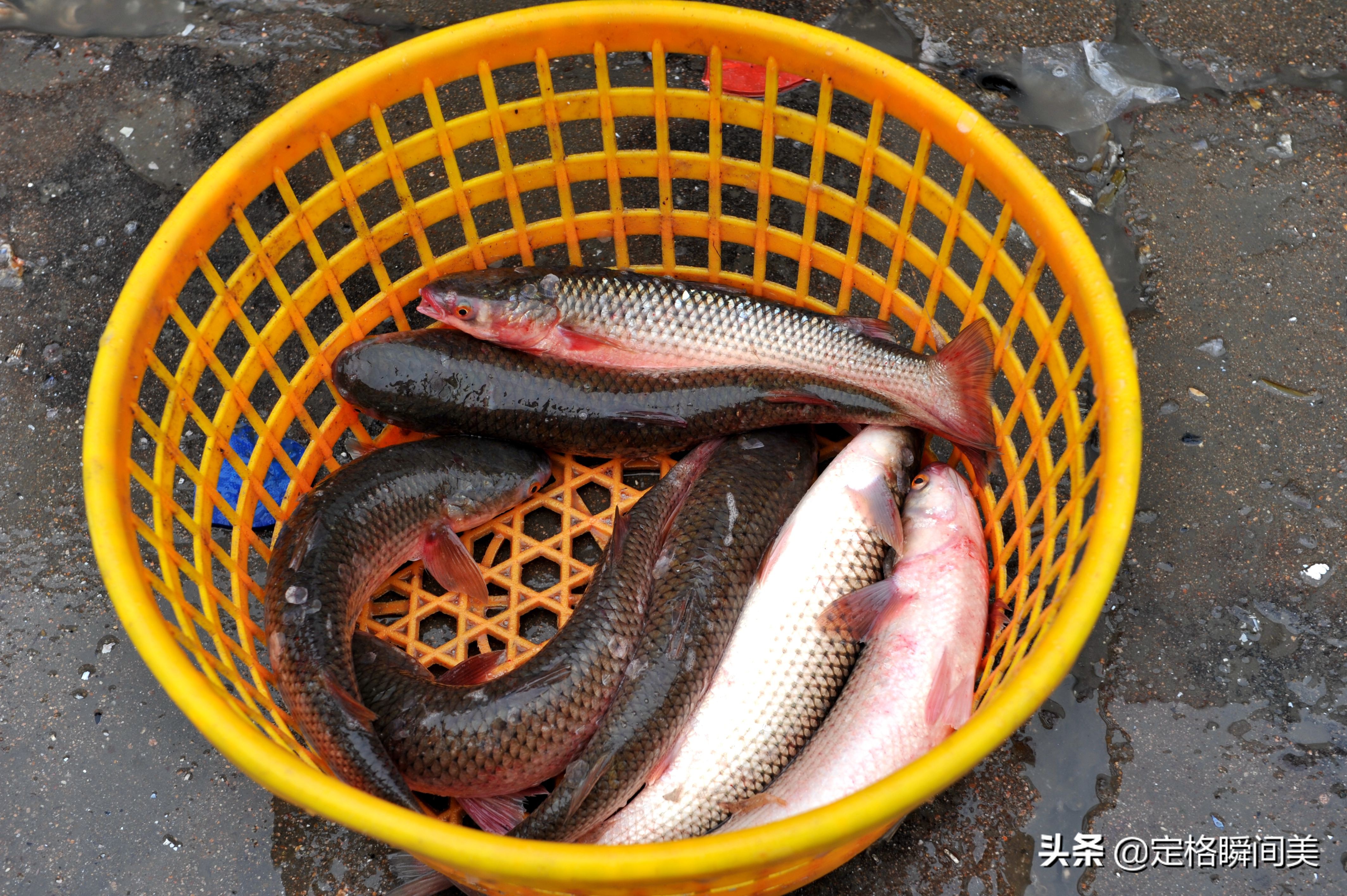 谷雨海鲜批发价格,谷雨在哪里买优惠力度比较大