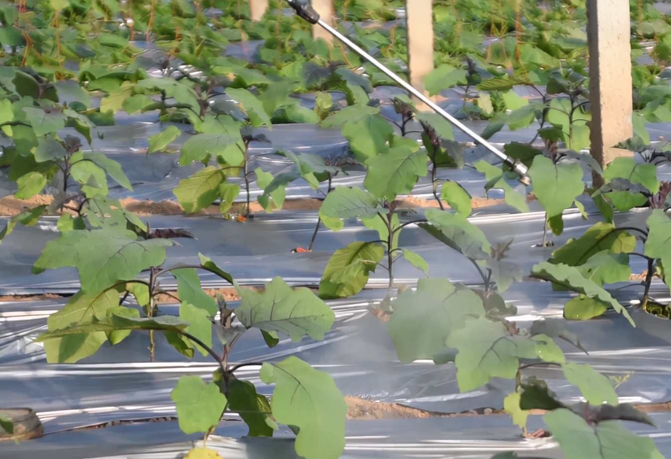 茄子长势好视频,茄子生长注意事项