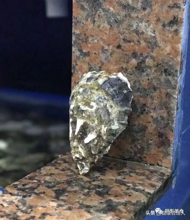 海鲜贝类品种大全及名字,22种海鲜贝类做法大全