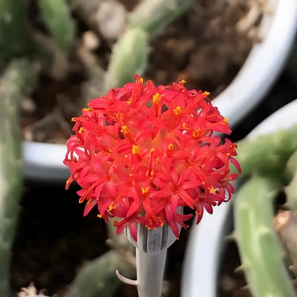 8种多肉太上头，外形独特又可爱，让人直呼太有趣了