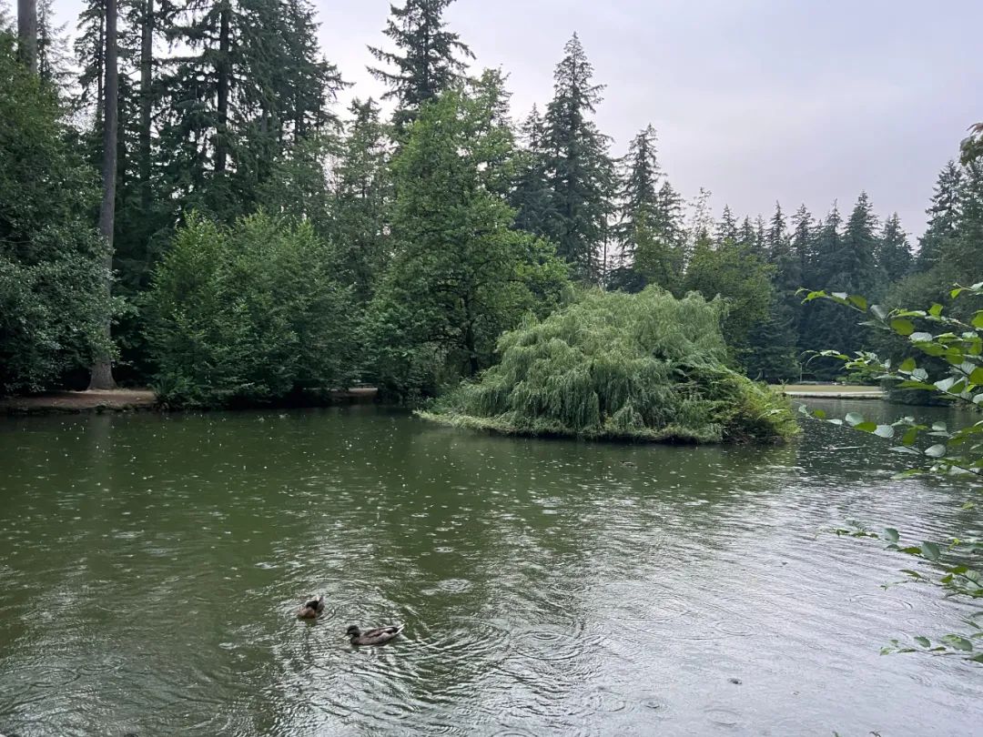 加拿大本拿比中央公园的纪念椅和无法安息的申小雨