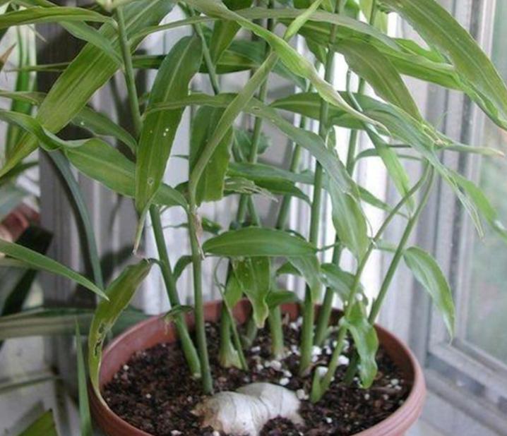 家庭种姜的正确方法和步骤,姜怎么种小技巧