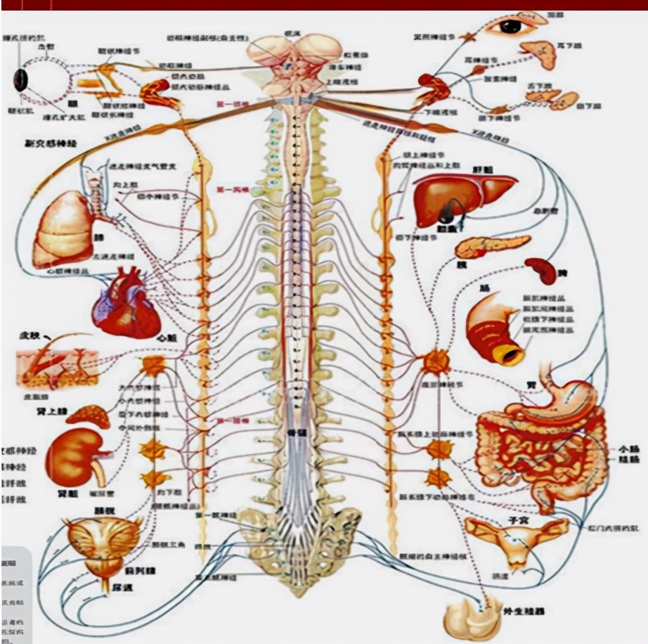 怀孕早期发现有阑尾炎怎么办,怀孕得阑尾炎怎么办胎儿能要吗