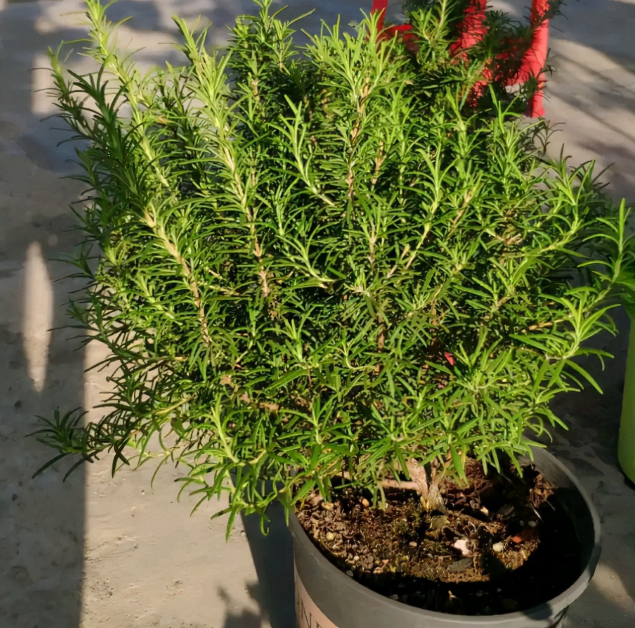 屋里养什么花不招苍蝇,家里养这2种花净化空气带来好运