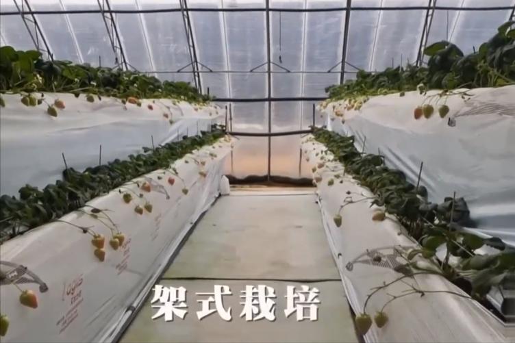 大叔研究彩票十年,大叔盲盒