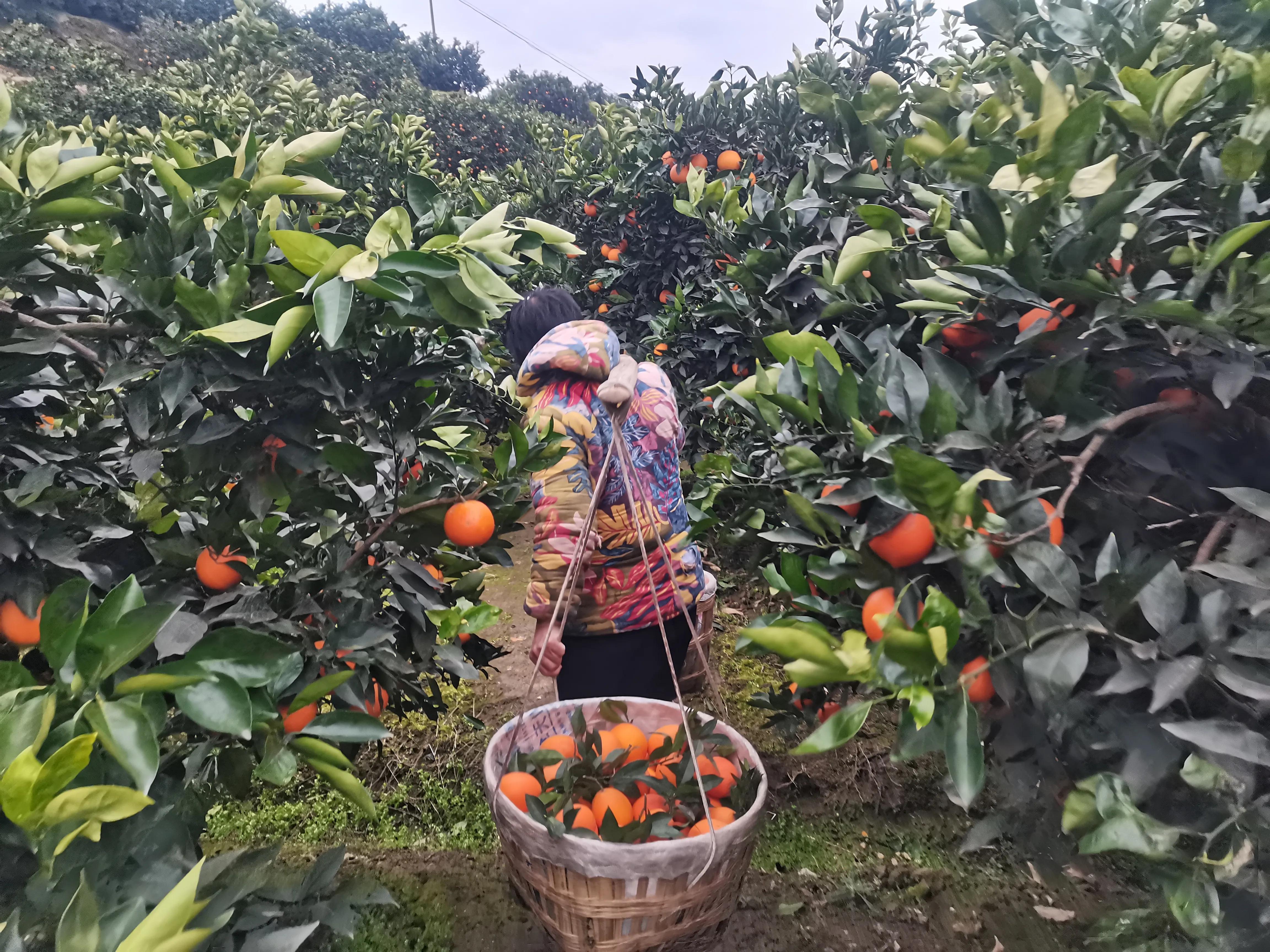 农业十大创业模式,农业项目合伙人模式