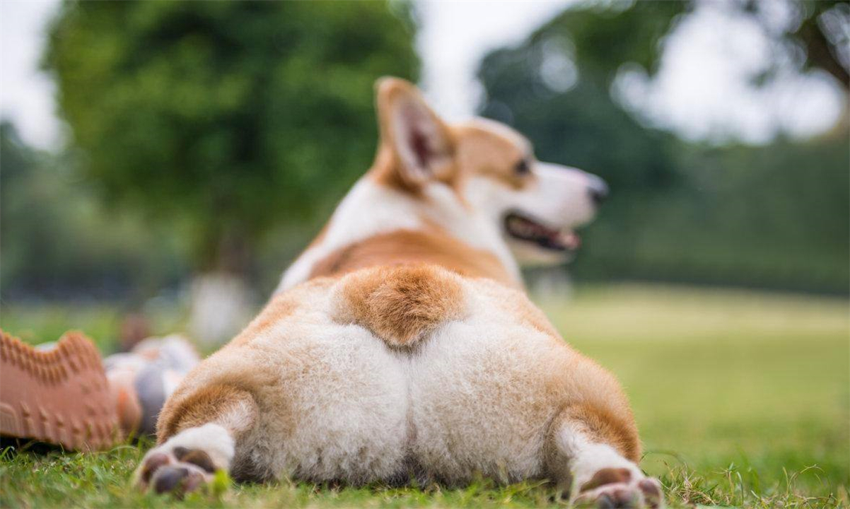 狗在交配前为什么要“闻屁股”?看似尴尬的行为,其实有科学依据