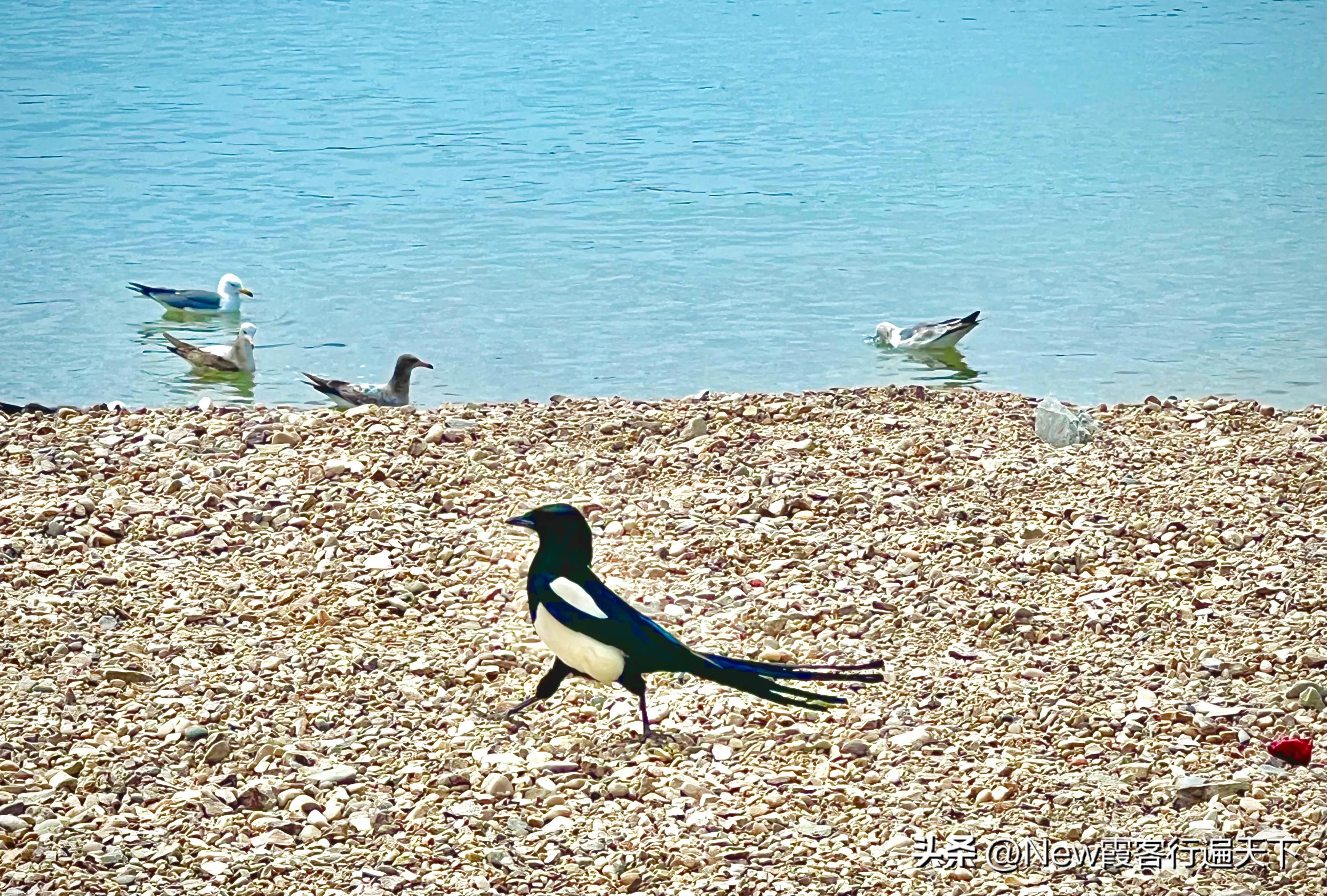 大连滨海路木栈道旅游攻略,周末徒步徜徉大连山海美景