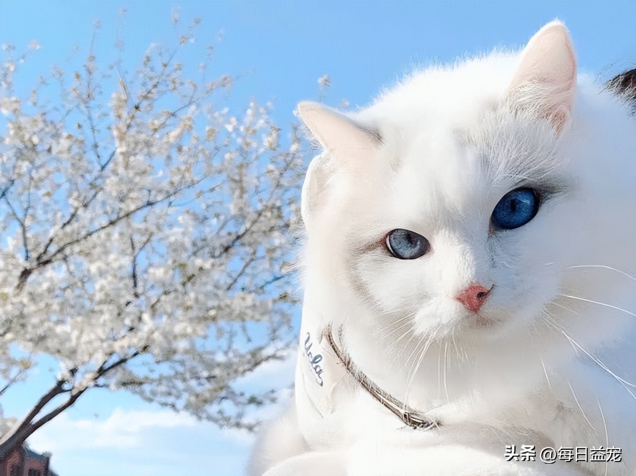 捡到一只小奶猫被家里狗咬死了,捡到小奶猫注意事项