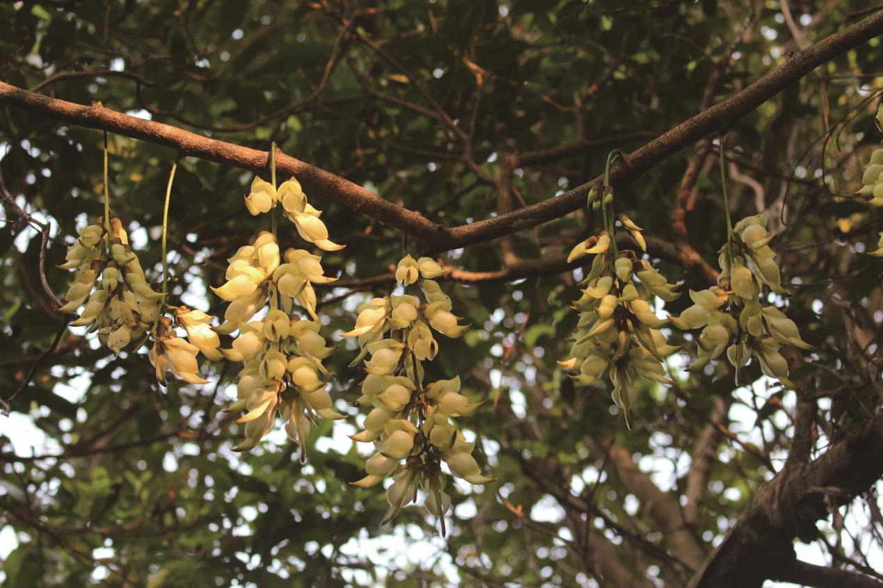 深圳坪山全域自然博物⑩|禾雀花步道:错过再等一年,“小精灵”禾雀花来啦!