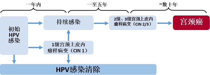 派特灵生物科普｜宫颈低级别上皮内瘤变4大要点