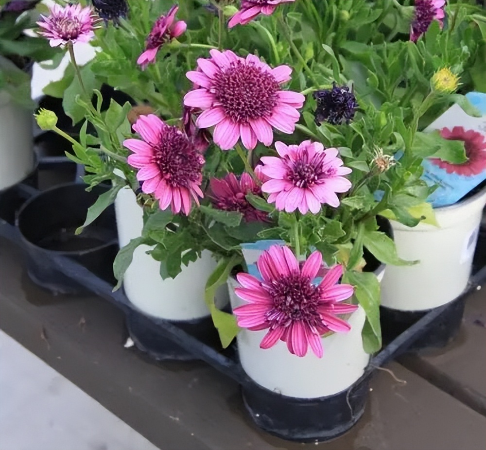 最好养的室内驱蚊植物是什么,适合室内养的驱蚊花卉有哪些品种