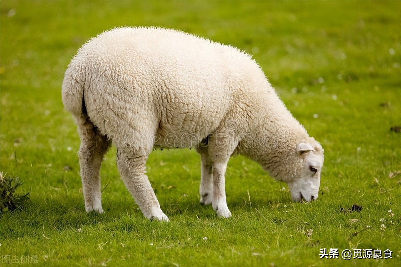 羊尾油口感是脆的吗,羊尾油是什么味道好吃吗