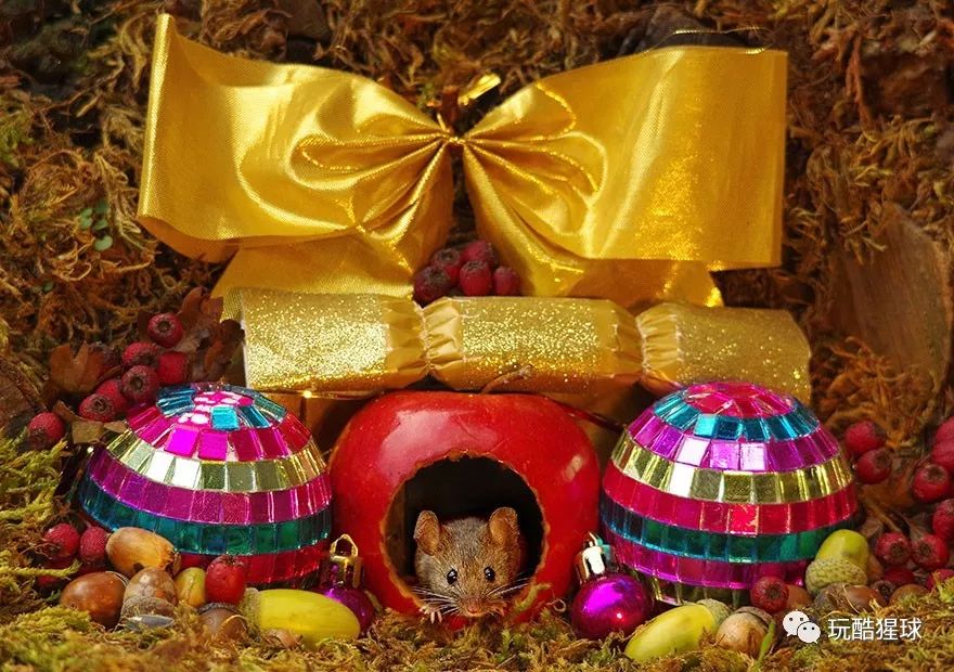 幸福的老鼠视频,幸福的老鼠原视频