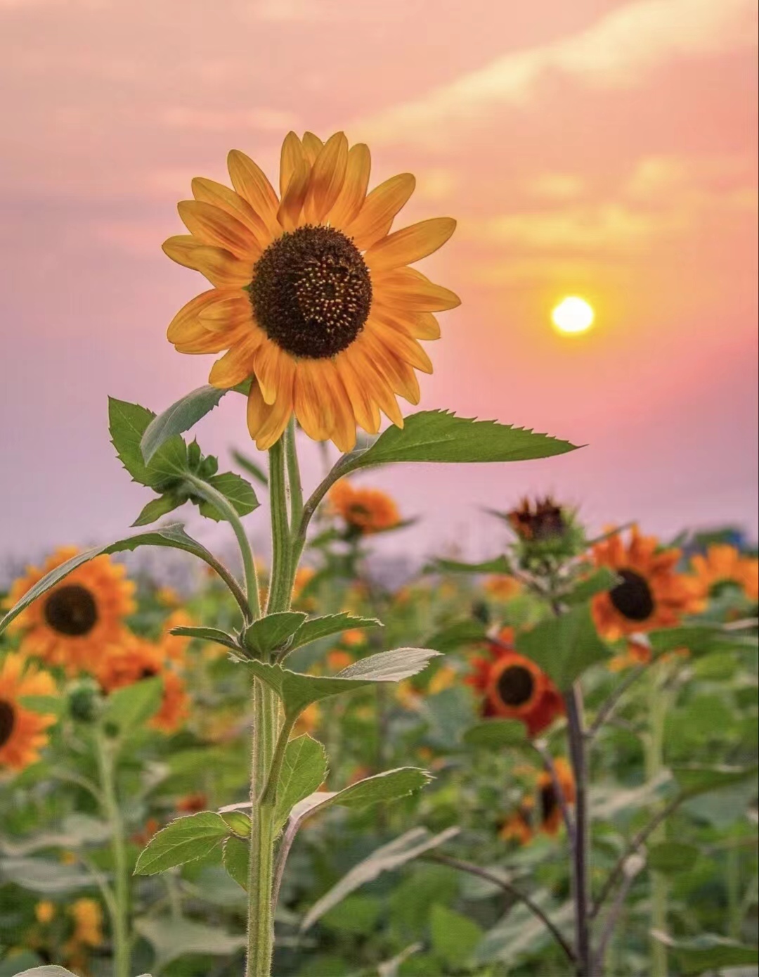 驼色浴袍大衣怎么搭配更高级,大衣棉服驼色穿搭女秋冬