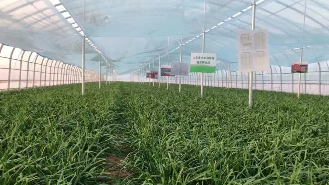 逛吃逛吃歌曲,逛吃逛吃大张伟