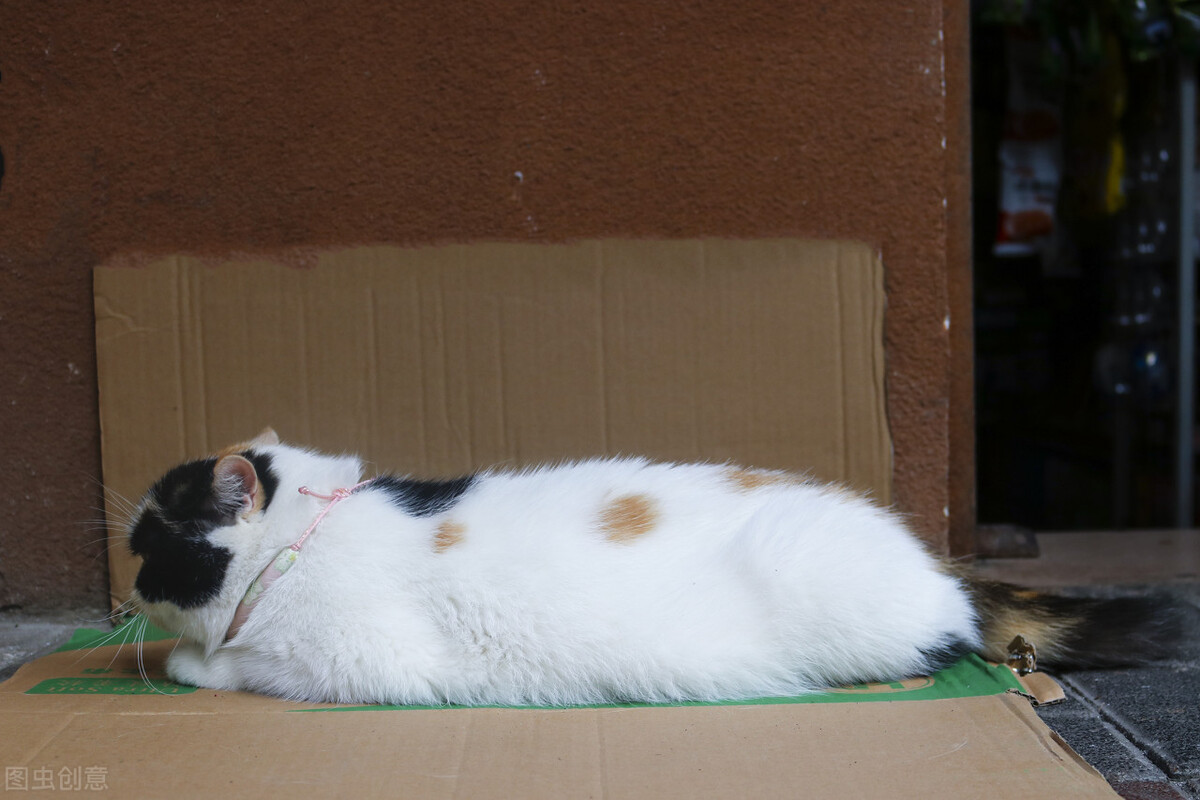 猫咪拉稀带血怎么办最快解决办法,养猫小课堂猫咪应该怎么喂食