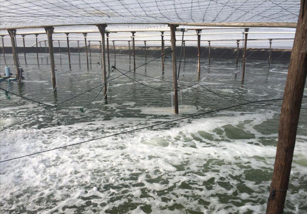 南美白对虾养殖过程中的水质管理,南美白对虾养殖的水质和底质管理