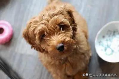 原来狗狗也喜欢吃大白菜,原来狗狗也爱吃芝士玉米片