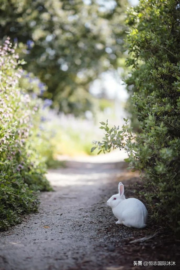 兔子英语是bunny还是rabbit,兔子的英语是读rabbit还是rabbit