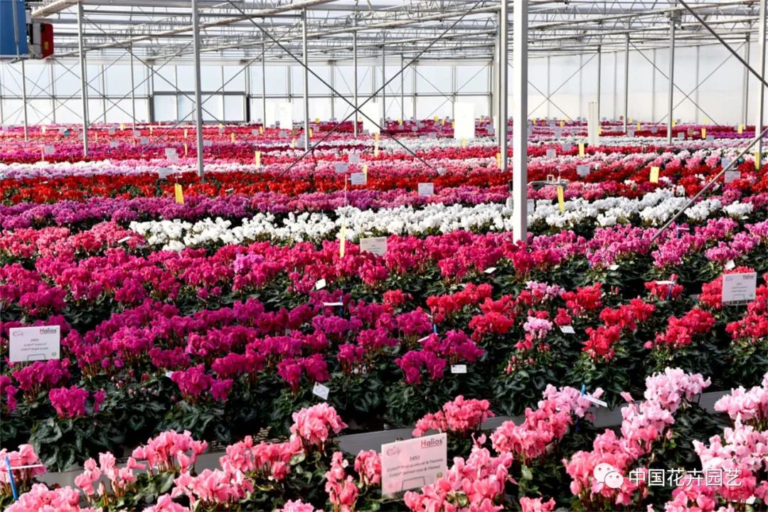 鑺卞崏鍝佺灞曠ず,鏂颁紭鑺卞崏鍝佺灞曠ず