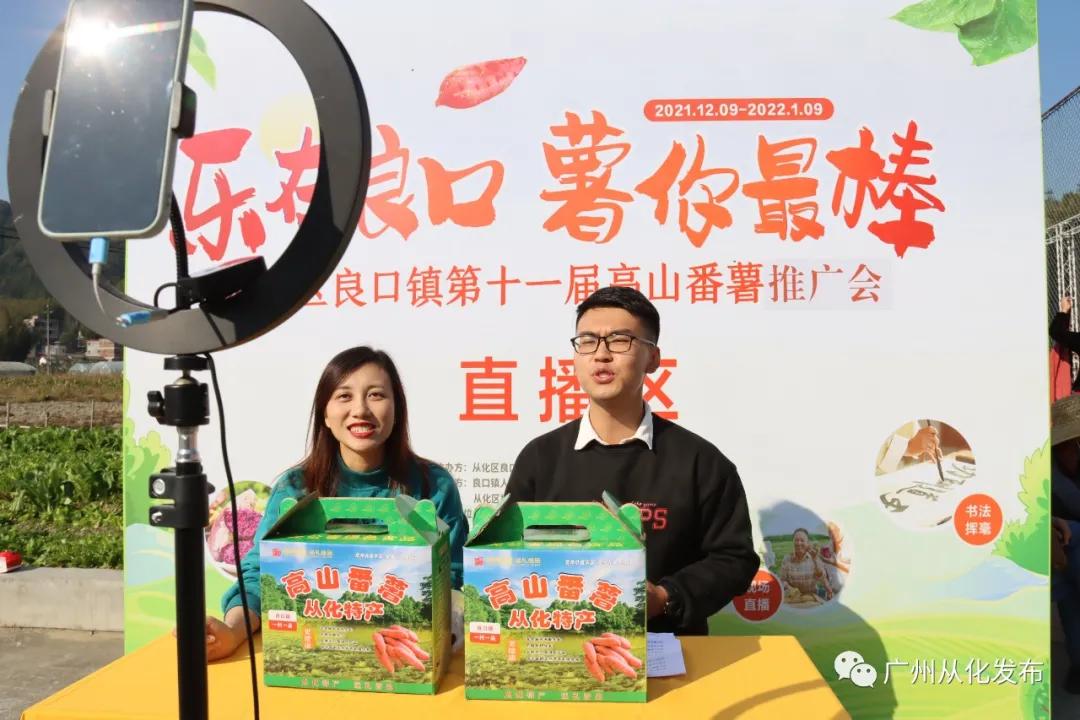 良口镇良平村番薯,从化良口镇高山番薯