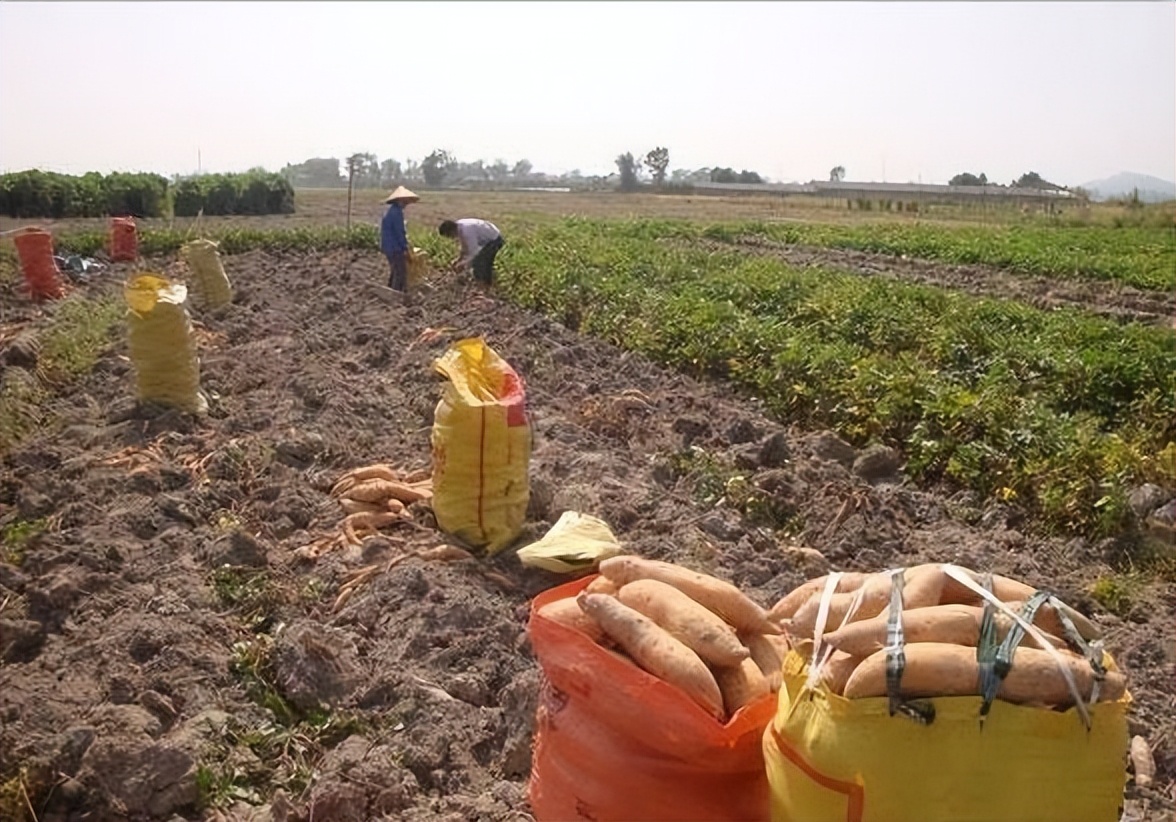 介绍玉林大番薯,玉林特产又香又脆特别好吃