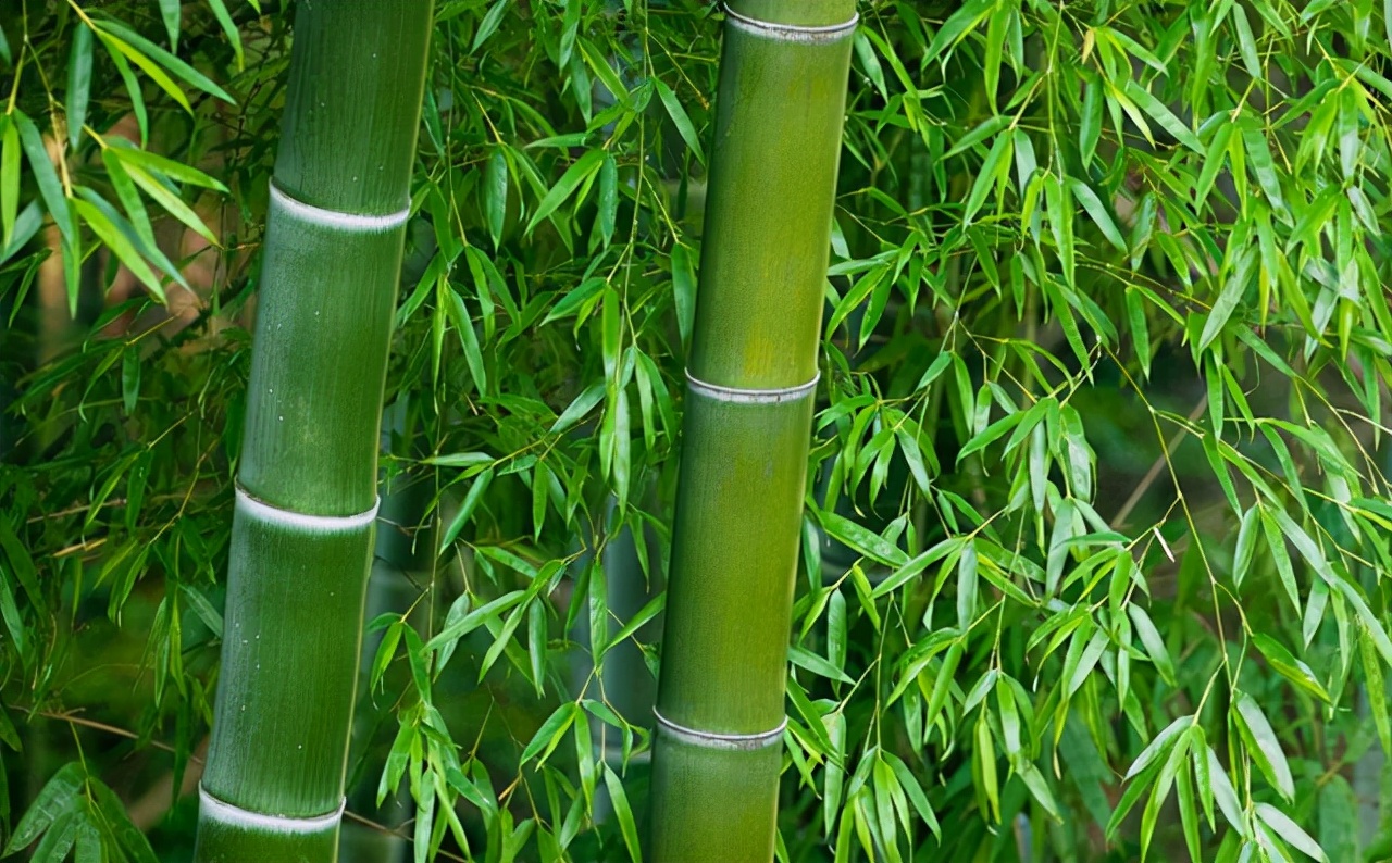 竹子造高铁新应用,中国竹子造高铁