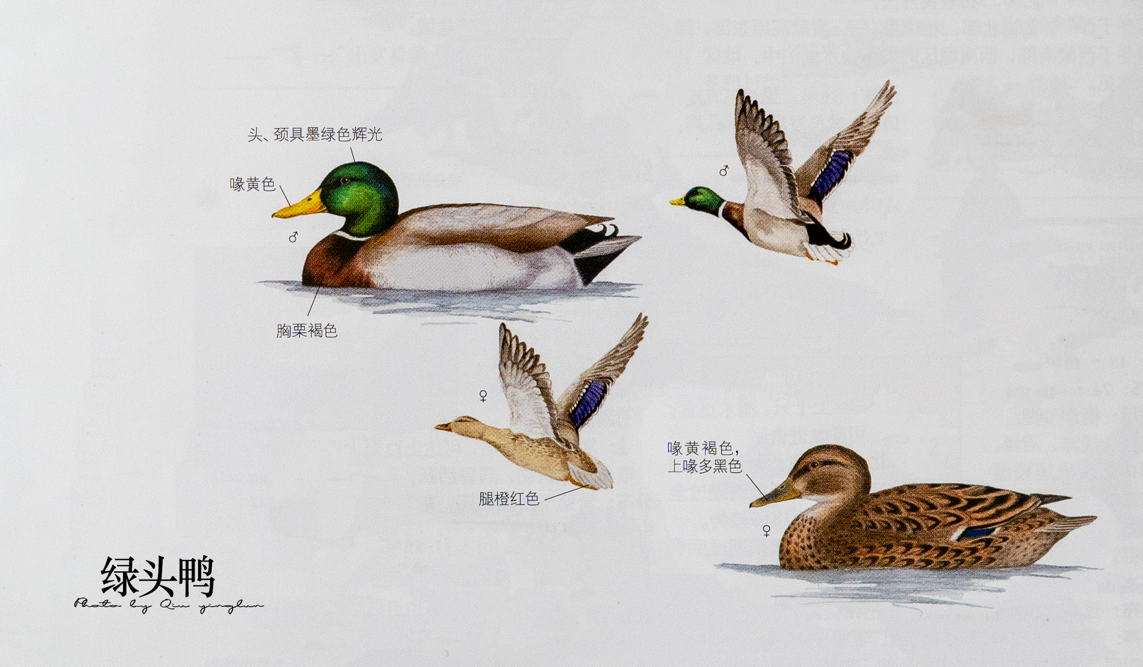 涓滄睙鎻借儨,涓滄睙鎻借儨楦熺被