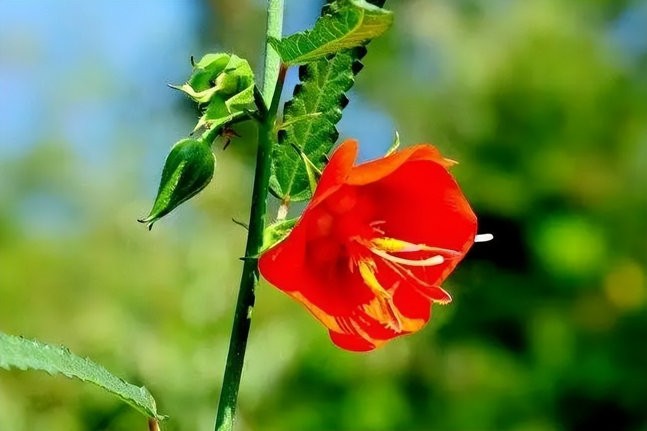 夜落金钱昼自开,夜落金钱昼自开意思